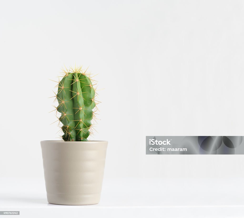 cactus on white cactus on white background Cactus Stock Photo