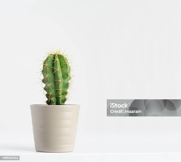 Cactus On White Stock Photo - Download Image Now - Cactus, Small, Thorn