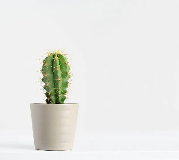 Photo of cactus on white