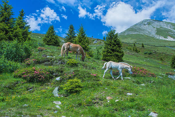 haflinger в горах - european alps tirol rhododendron nature стоковые фото и изображения