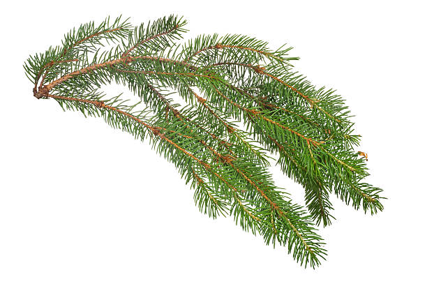 istock dark green fir branch on white 490761352