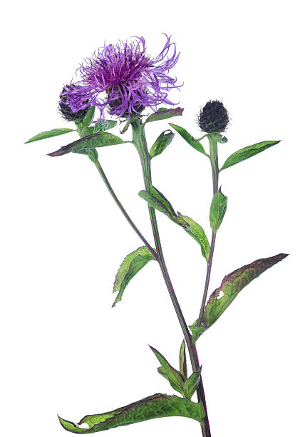 istock lilac wildflower bloom and buds on white 490761684