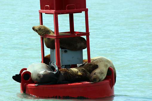 Seals sunning themselves in Auke Bay, Alaska