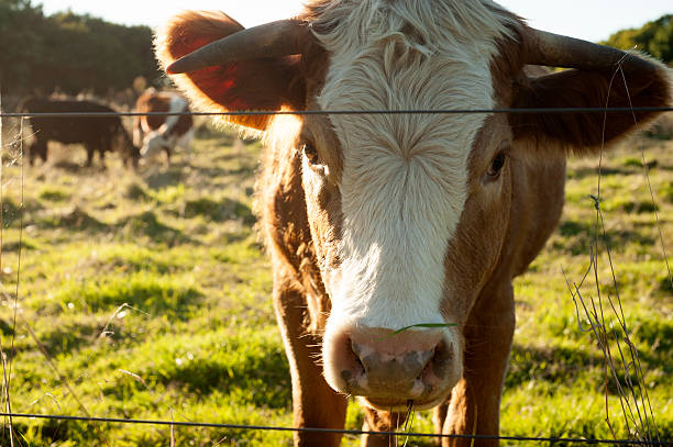 istock cow in the fance 490762164