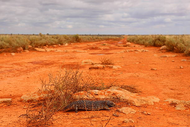 australian lagarto - lizard landscape desert australia - fotografias e filmes do acervo