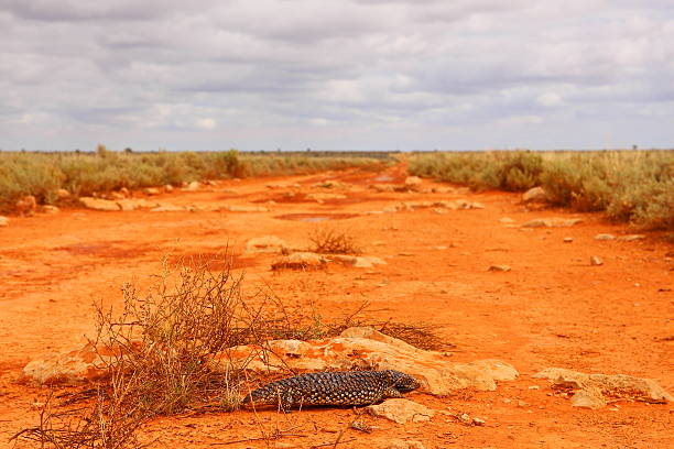 australian lagarto - lizard landscape desert australia - fotografias e filmes do acervo