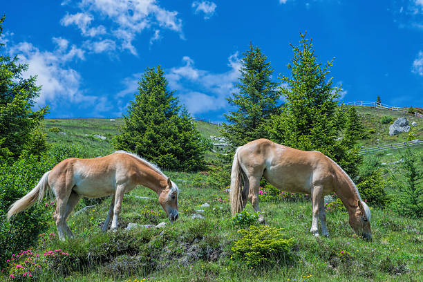 два хафлингер - european alps tirol rhododendron nature стоковые фото и изображения