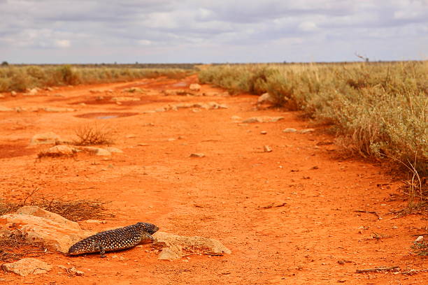 オーストラリアリザード - lizard landscape desert australia ストックフォトと画像