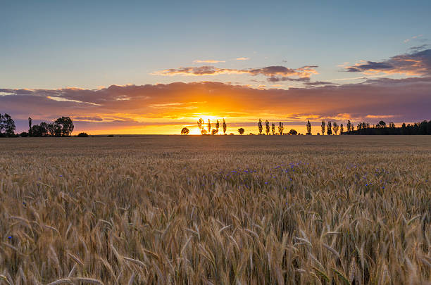 istock Beautiful vibrant sunset over field 490763090
