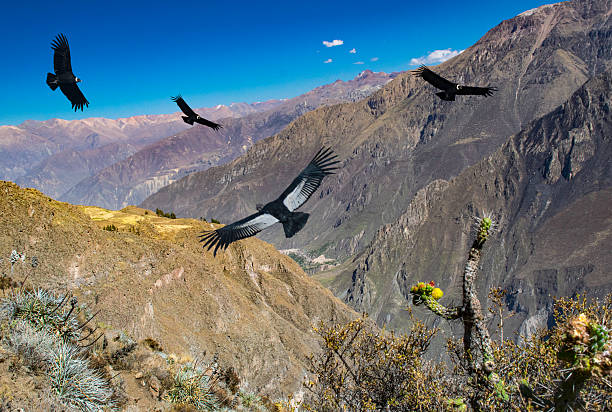 spectacular birds flying above Cruz del condor, Peru spectacular birds flying above Cruz del condor, Peru, Colca Canyon condor stock pictures, royalty-free photos & images