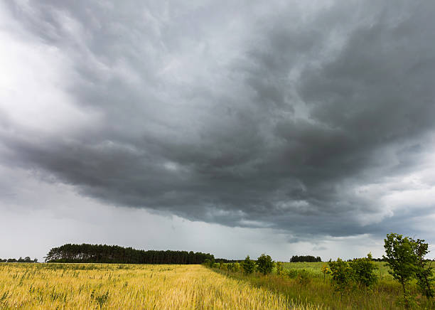 istock Summer landscape with storm sky over rye field 490763144