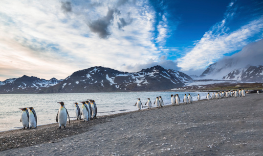 The march of the King Penguins on St. Andrews bay in South Georgia