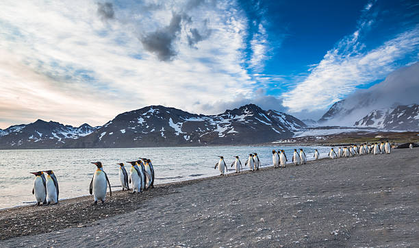 The march of the King Penguins The march of the King Penguins on St. Andrews bay in South Georgia antarctica penguin bird animal stock pictures, royalty-free photos & images