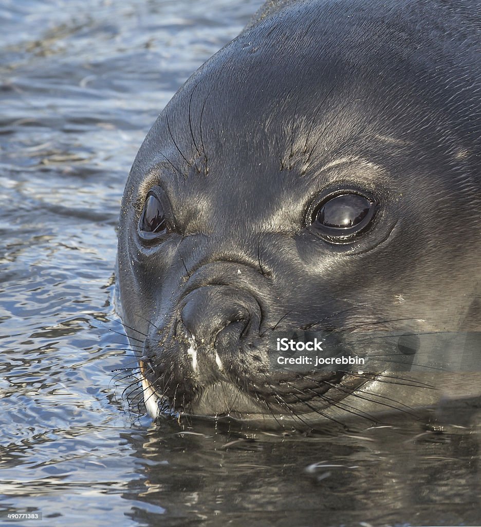 In das nasse Augen eines jungen Atlantic Seebär - Lizenzfrei Antarktis Stock-Foto