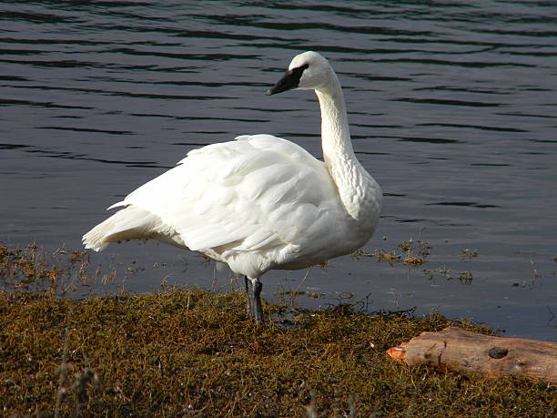 istock Swan in British Columbia 490771727