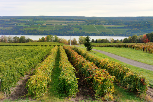 Vineyard on Keuka Lake, New York, with autumn trees in the background