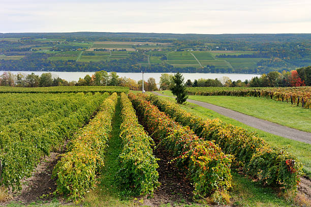 Vineyard Vineyard on Keuka Lake, New York, with autumn trees in the background finger lakes stock pictures, royalty-free photos & images