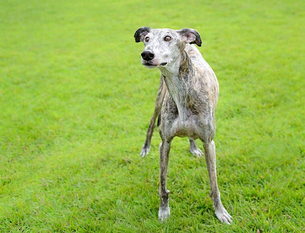 istock Female Spanish Galgo dog 490772549