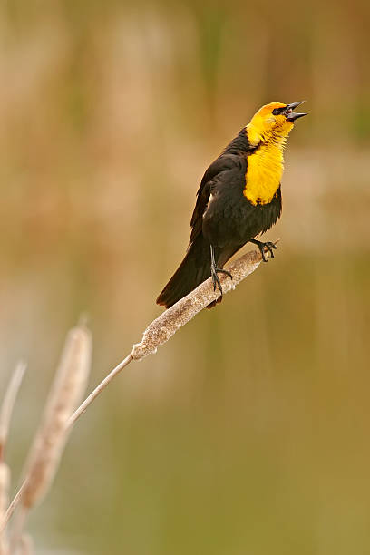 istock Yellow-headed Blackbird male (Xanthocephalus xanthocephalus) 490772621