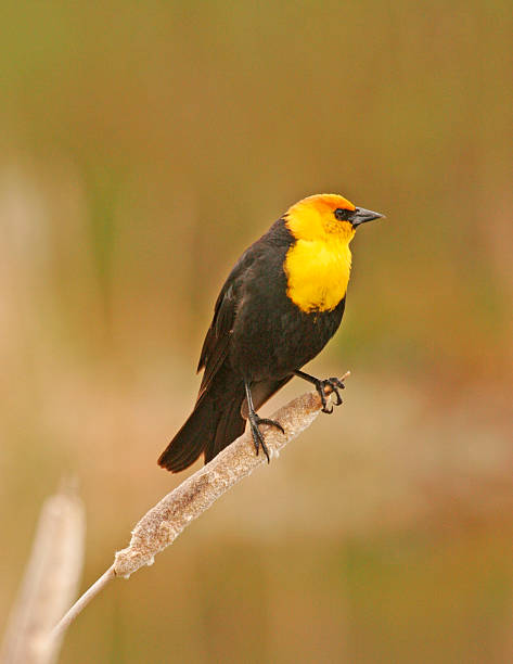 istock Yellow-headed Blackbird male (Xanthocephalus xanthocephalus) 490772623
