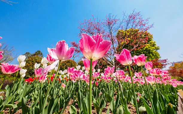 Photo of Spring flowers series, pink tulips