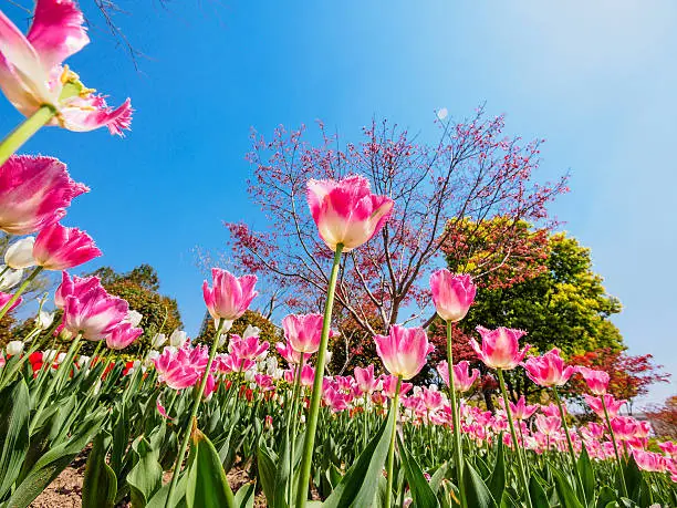 Photo of Spring flowers series, pink tulips