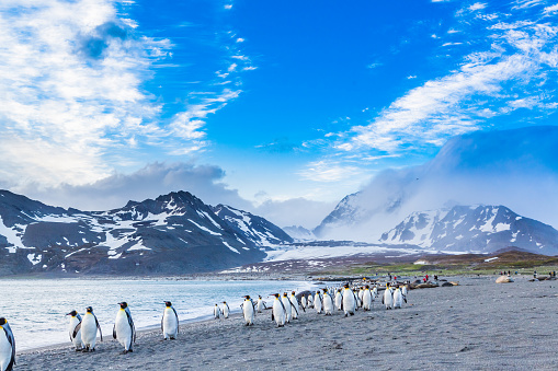 One wild king penguin (Aptenodytes patagonicus) walking through a gentoo penguin rookery,\n\nTaken in Antarctica