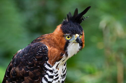 Ornate hawk-eagle in argentina