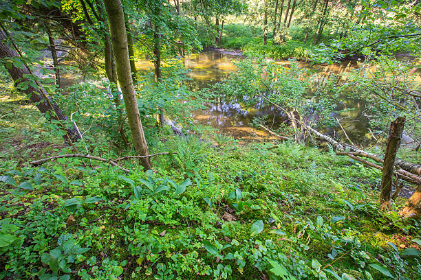 istock Wild european forest in summer 490774368