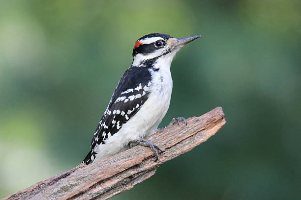 superbe pic chevelu - picoides villosus photos et images de collection