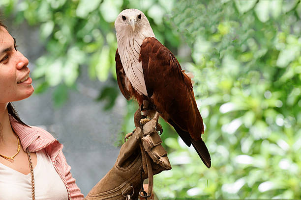 istock hawk sitting on falconer's  woman hand 490774767