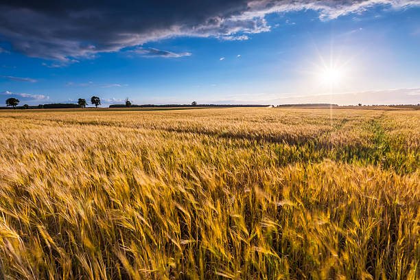 istock Landscape of corn field at summer sunset 490774922