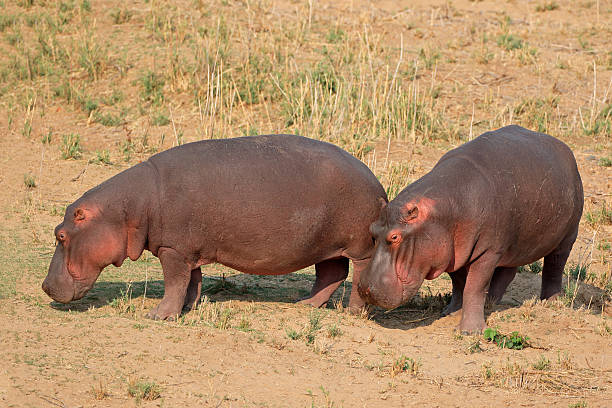 nilpferd an land - kruger national park hippopotamus animal mouth animal stock-fotos und bilder