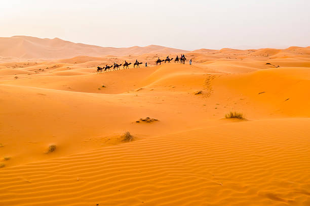istock Camels caravan on sand dunes in Merzouga, Morocco 490775100
