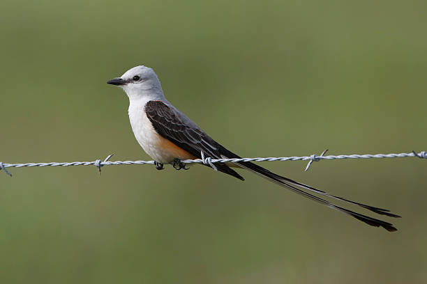 istock Male Scissor-tailed Flycatcher Perched on Fence Wire - Texas 490775235