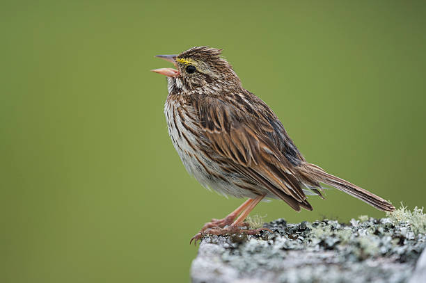 Savannah sparrow, Passerculus sandwichensis, singing bird Savannah sparrow, Passerculus sandwichensis, singing bird in national park, New Brunswick, Canada, North America. song sparrow stock pictures, royalty-free photos & images
