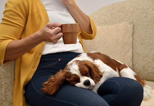 Lady sitting on sofa drinking coffee and a lovely dog (Cavalier King Charles Spaniel, Blenheim) sleeping on her lap