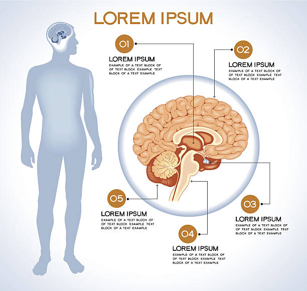 Internal human organ pituitary Pituitary. Modern medical infographics. Internal organs in a human body. Anatomy of people File is saved in AI10 EPS version. This illustration contains a transparency midbrain illustrations stock illustrations