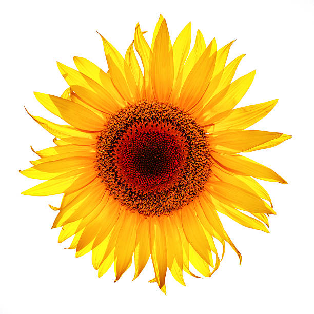 istock beautiful yellow Sunflower petals closeup 490775853