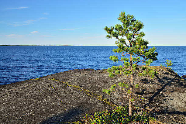 istock Lone pine tree on a rock. Karelia, Russia 490776114