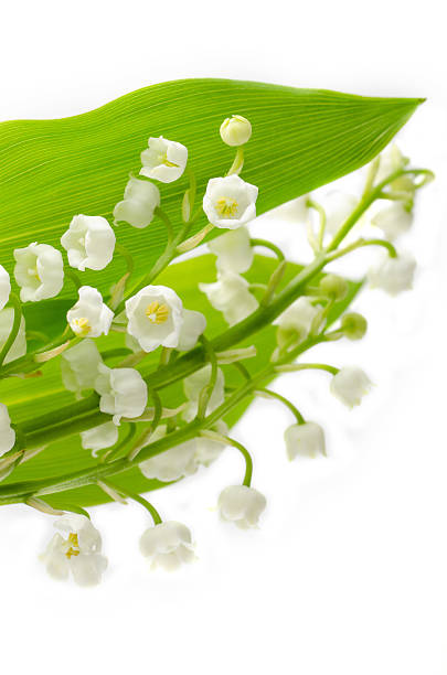 Lilies of the valley stock photo