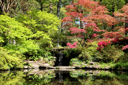 Photo showing a tranquil scene in an oriental Japanese garden, with red and green maples (acer palmatum) reflecting on the still surface of a large koi carp pond.  A waterfall is shown trickling into the pond, in between the maples.