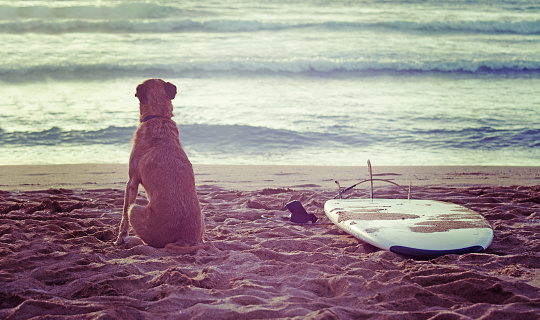 dog and surfboard on the beach at sunset
