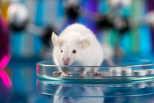istock Workplace modern laboratory for molecular biology test on blue background 490777337