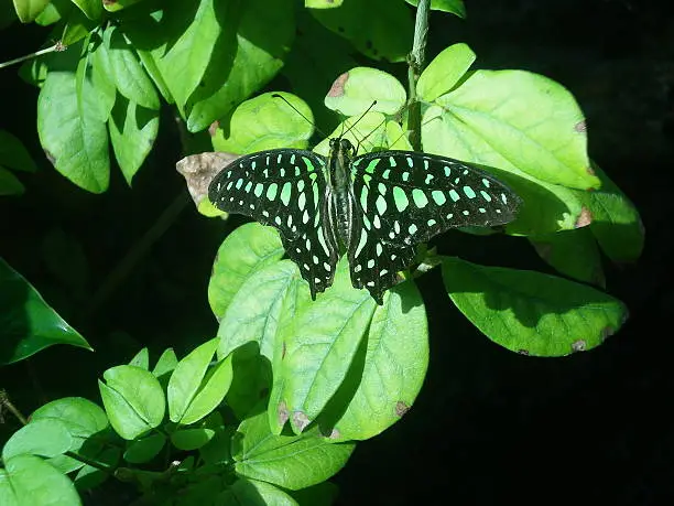 Green/Black Butterfly