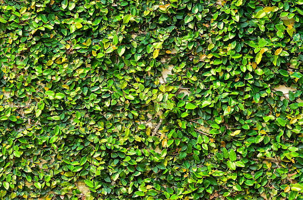 180 Encroach Stock Photos Pictures Royalty Free Images iStock 180 Encroach Stock Photos Pictures Royalty Free Images iStock