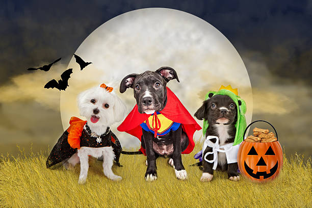 istock Halloween Dogs in a Field with Moon 490777594