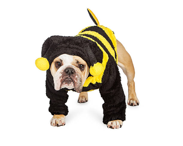 istock Cute Dog in Halloween Bee Costume 490777658