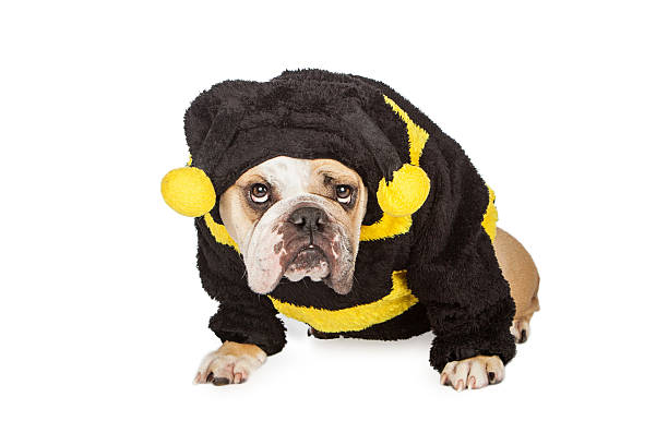 istock Bulldog Wearing Halloween Bumble Bee Costume 490777676