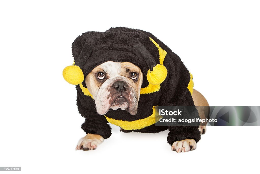 Bulldog Wearing Halloween Bumble Bee Costume Funny and unhappy Bulldog breed dog dressed in a Halloween bumble bee costume 2015 Stock Photo